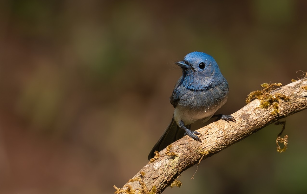 Bird Watching with Naturalist