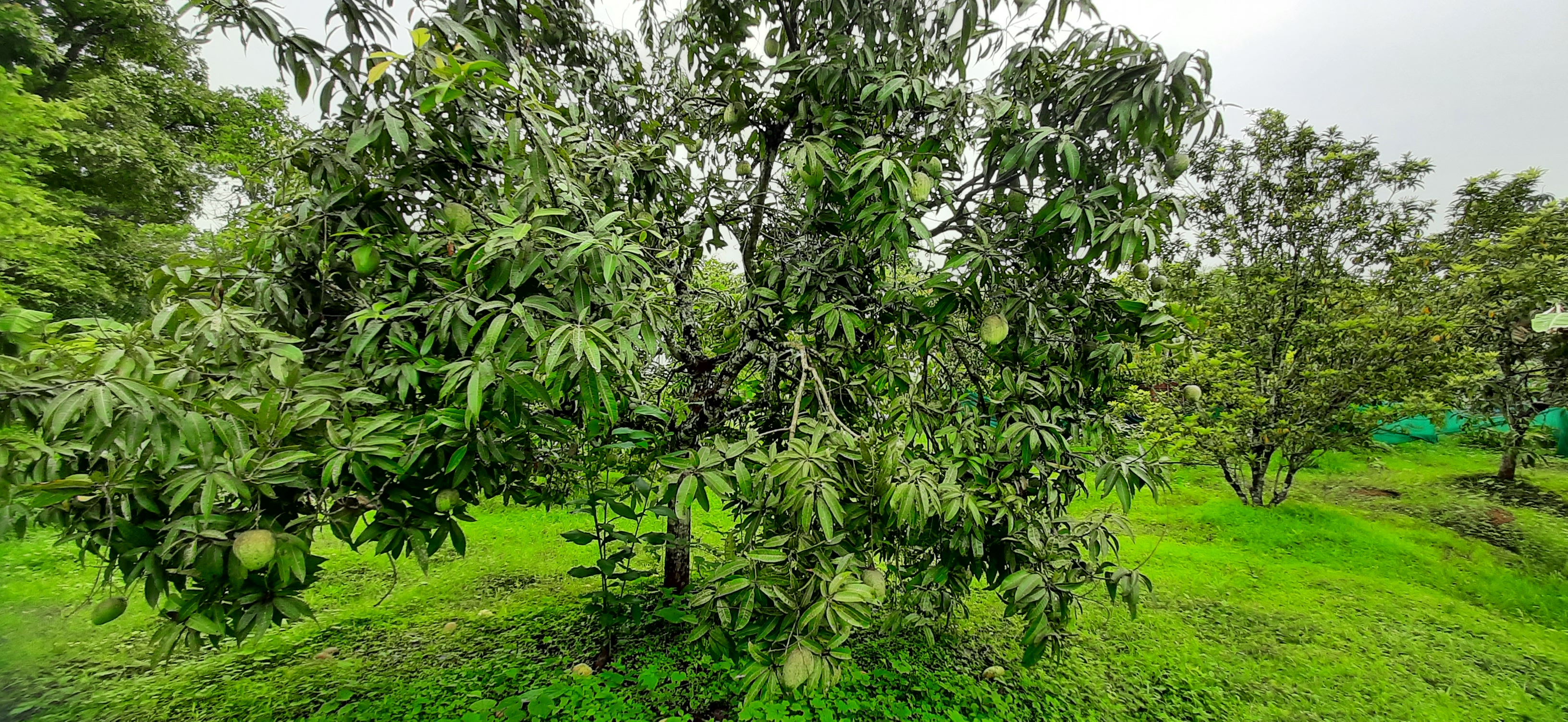 From Our Farm to Your Plate: The Story of Our 15-Acre Organic Farm