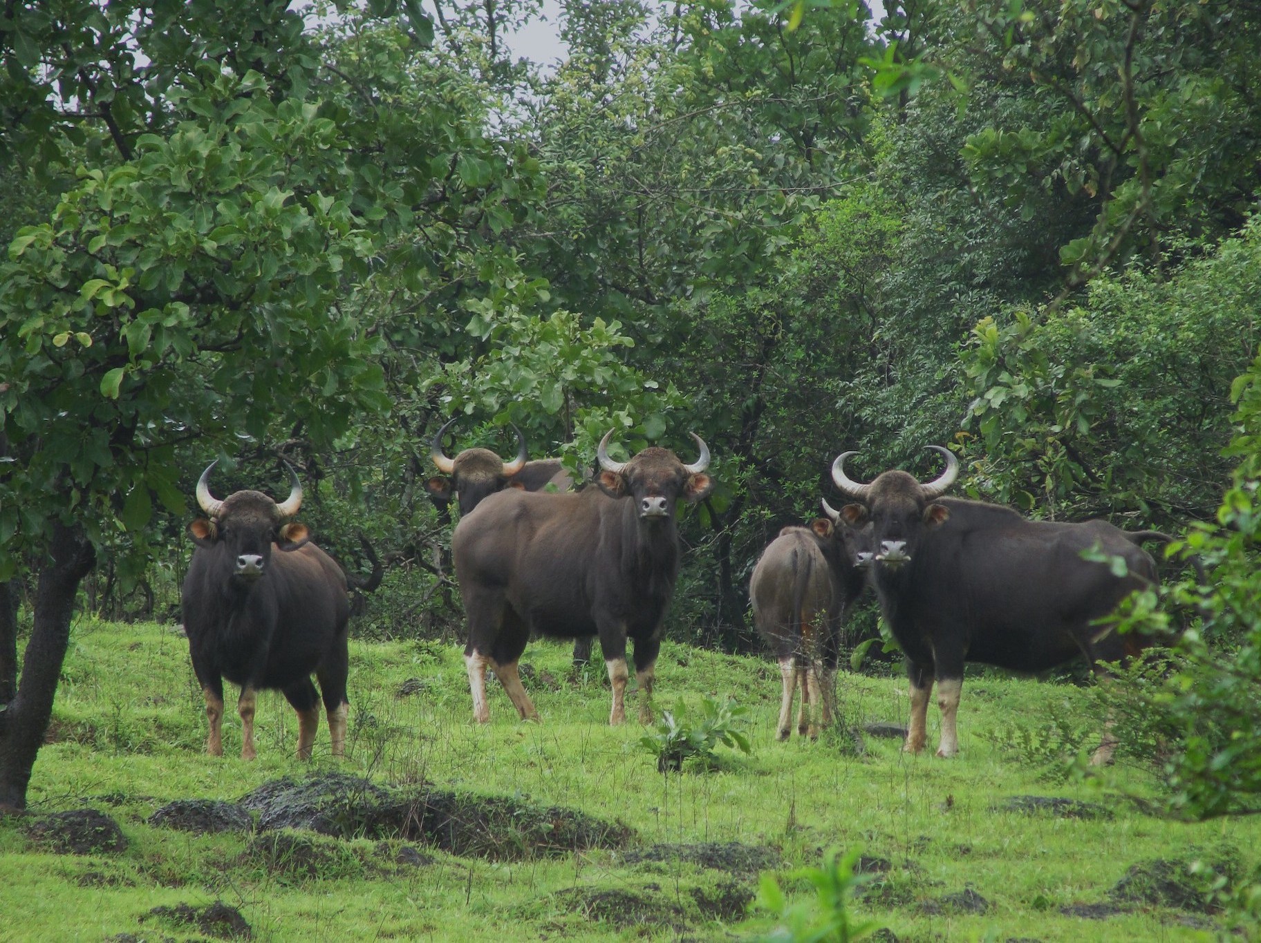The Hidden Wildlife of Dandeli's Western Ghats