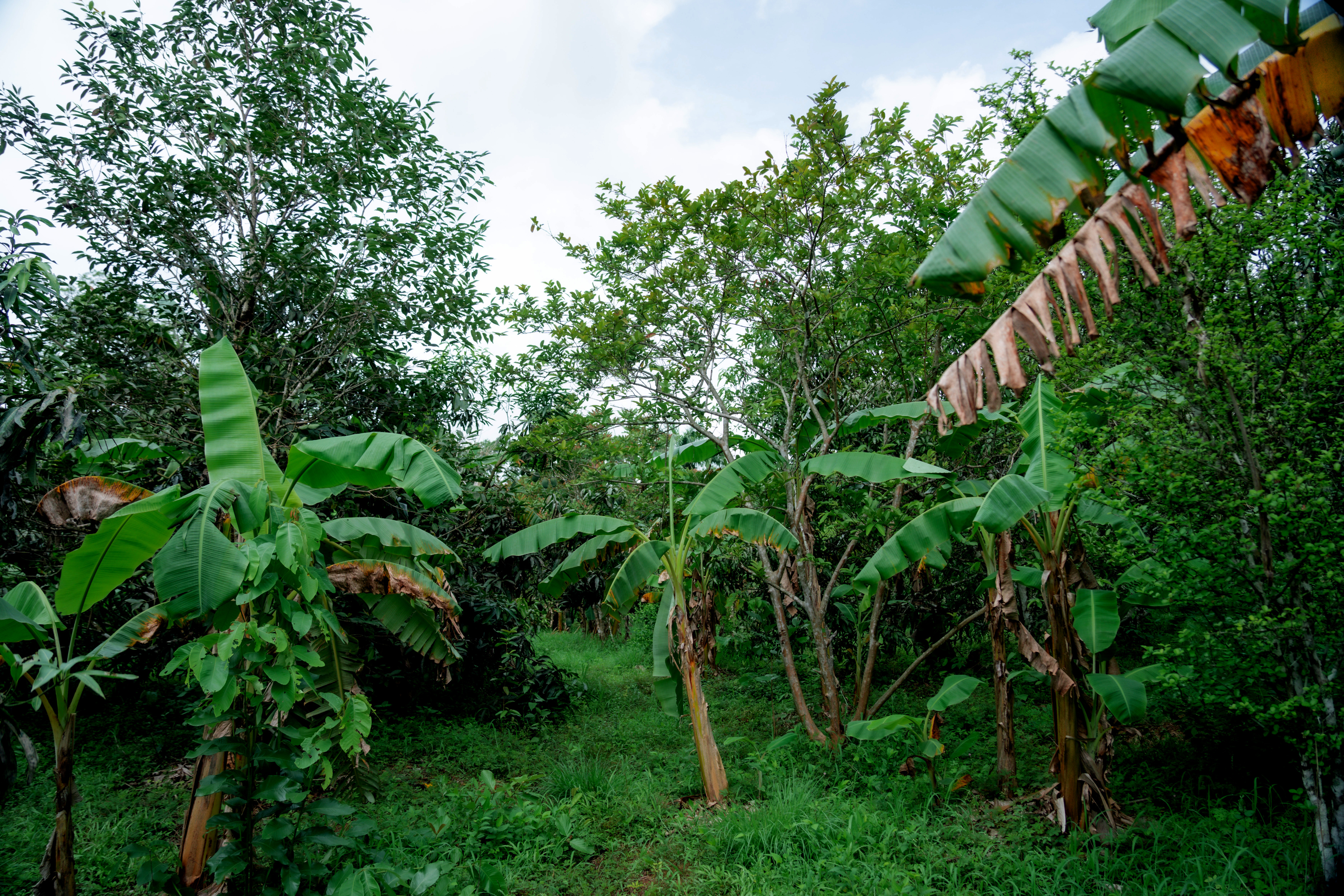 12-acre organic farm at Dandeli Chalet